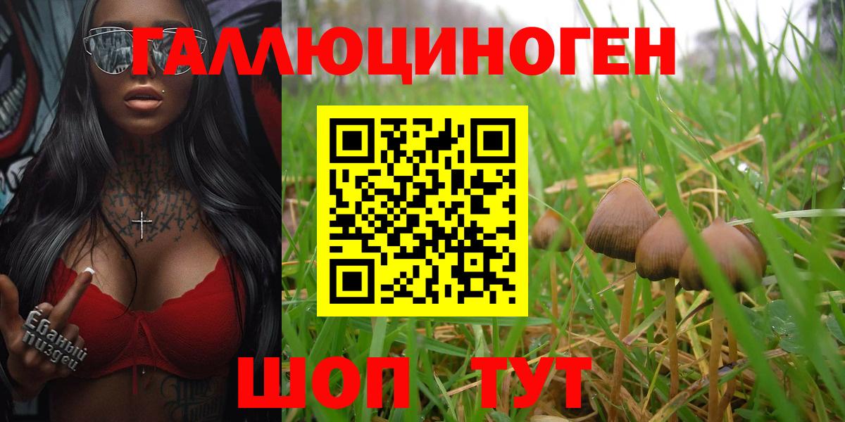 Псилоцибиновые грибы Psilocybe Курган